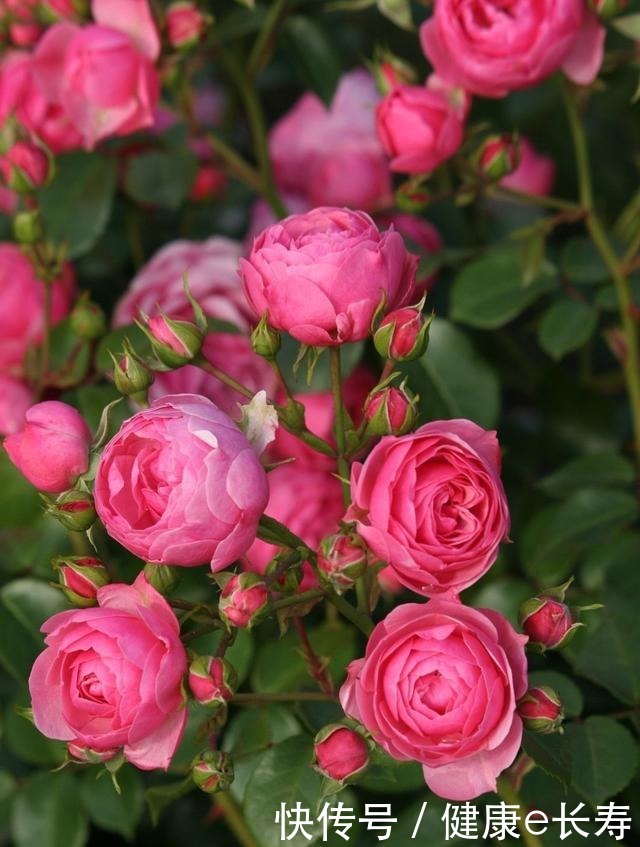 25个抗性超好的月季品种,又好养开花有多,新手好养适合盆栽!