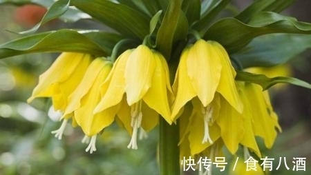 贝母|美丽而奇特,这些花的造型是你极少见到的,有你认识吗?(上)