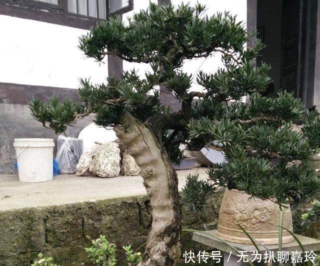  盆景|养3种“盆景树”，值钱又“镇宅”，比牡丹、绿萝好看，也好养！