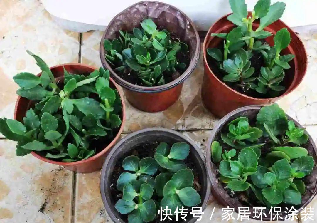 7种花养老桩不好,多扦插、养嫩苗,才能年年开花