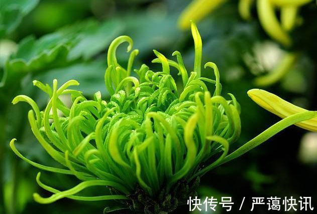 喜欢菊花,就养盆“珍稀名菊”绿云,似“彩云偏偏”,开花爆盆