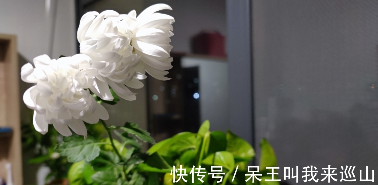 落英&3个写菊的千古名句赏析:李清照借菊酒抒情,白居易写得令人羡慕