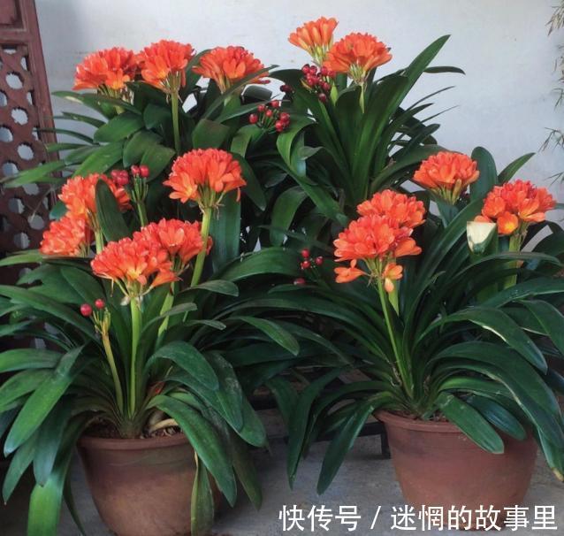 盆栽君子兰浇水贯彻12字真言，肉质根越长越健壮、花越开越多
