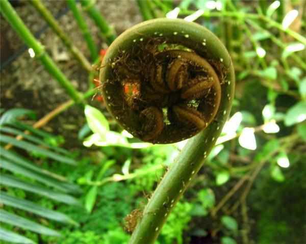 大山珍|農村不起眼的9大山珍,認識4個以上,說明你是真正的農村人!