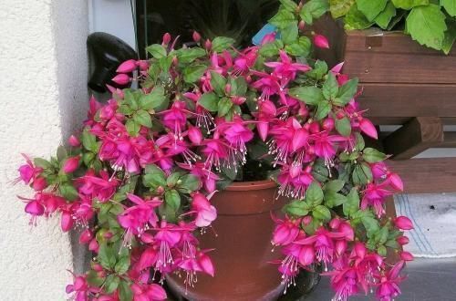 6种漂亮花,挂在窗边阳台上,不占位置,抬头就是风景!