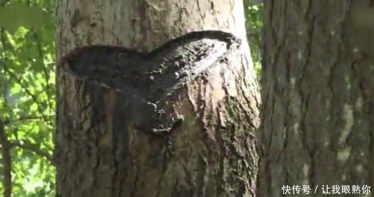 会“咬人”的树,谁见了也得绕道走,专家:值钱!