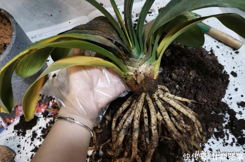 君子兰|君子兰烂根,不要太着急,2种情况酌情处理,大白根重新长出来