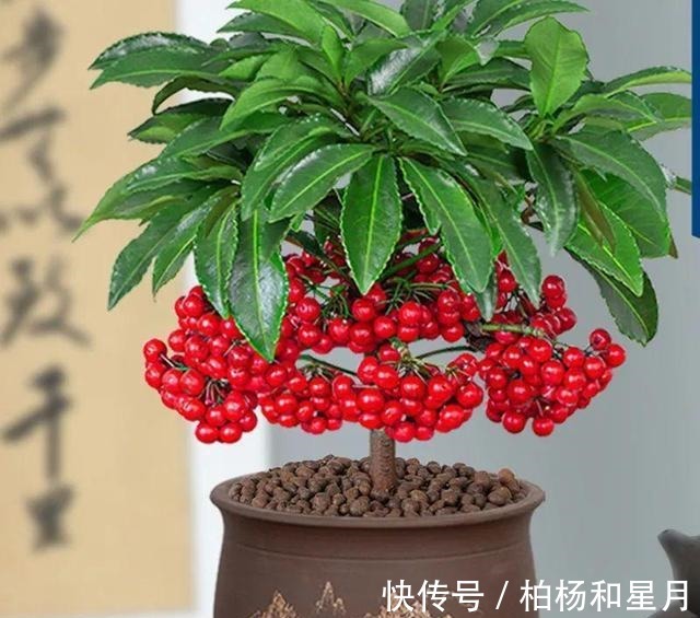 年底养盆喜庆花,有招财旺运好兆头,红红火火好运来!