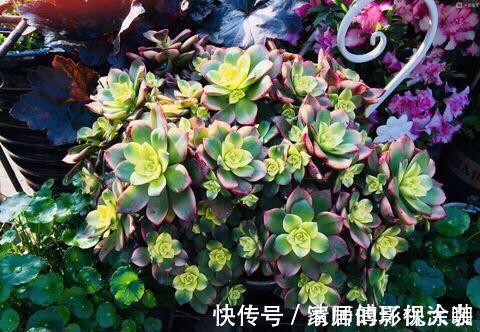 这三种多肉是多肉中的小强,一生只用买一次,出了状态照样美