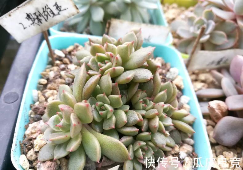 教你一招,把多肉养的萌胖萌胖的