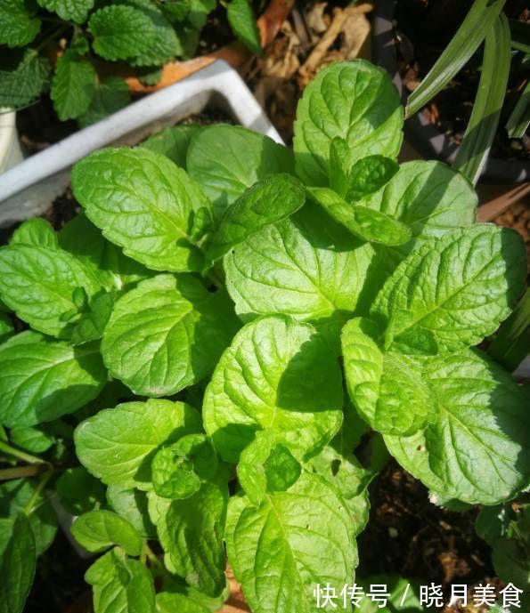 有3种绿植,很养眼又很美味,种一盆不停生长、吃不完的节奏