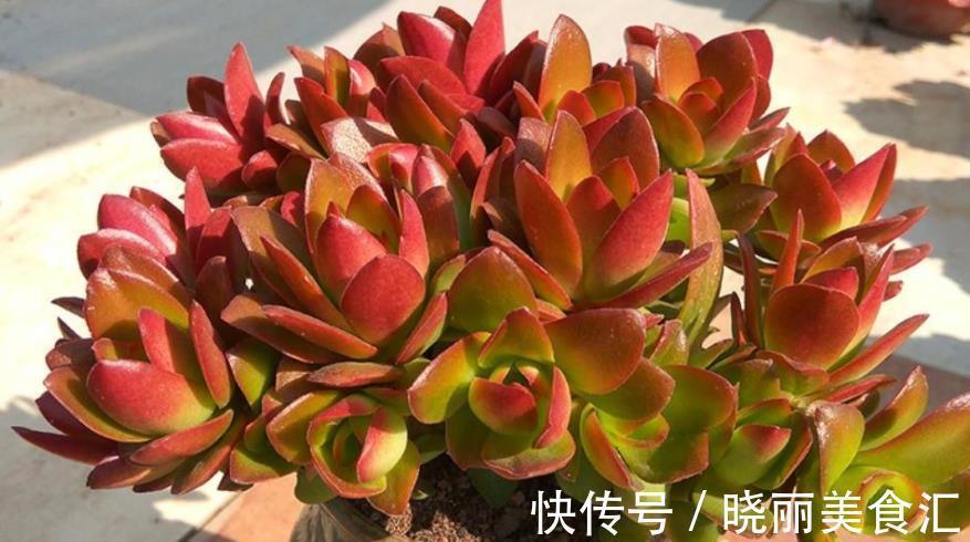 6种多肉爱爆崽，越晒颜色越靓丽，轻松爆盆，从花盆里“流出来”