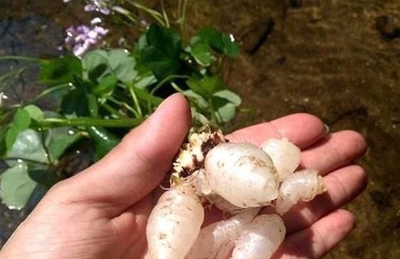 三叶酸|它叫三叶酸，很多人只摘叶吃，却不知地下藏“水晶萝卜”，吃过吗