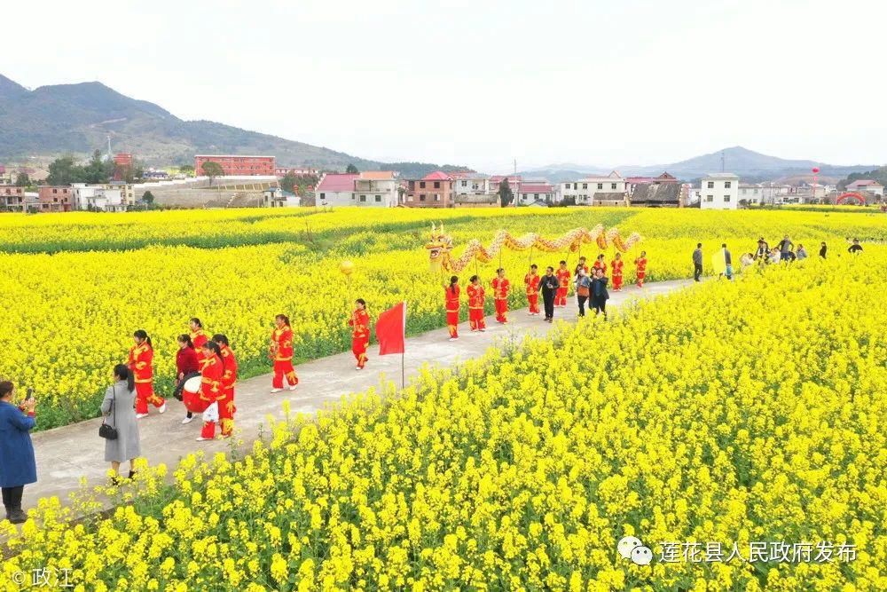 老年|南岭乡油菜花观赏攻略来啦！