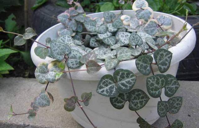 7种“美”多肉,夏天养成“瀑布”,叶片肉嘟嘟,格外好看!