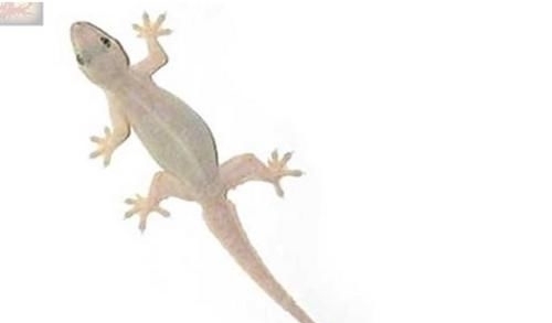 小哥|泰國小哥僅用一卷膠帶完成“靈魂COS”，看到成品后，網友忍不了了