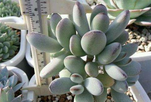 家里养3种花，一年到头开花不断，好养活，观赏性高