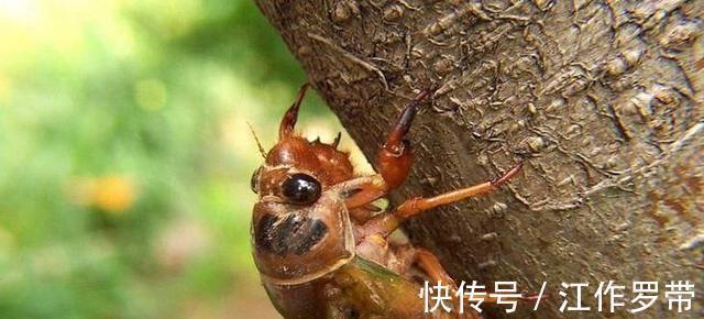 身体不适|吃“知了猴”有什么危害?多数人可能还不清楚,吃前不妨先了解下