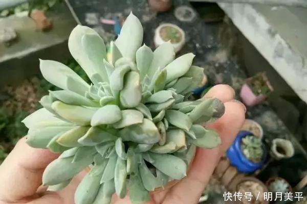 肉友|新人肉友慎入的这几款多肉,你了解多少,知道为什么吗?