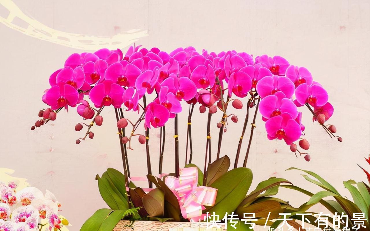 蝴蝶兰|3种花好看但是难养,新手养不好,老手不愿养,别轻易入坑