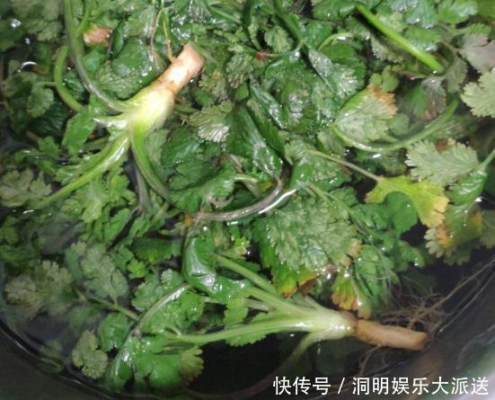 新鲜|香菜吃不完,婆婆用这种方法保存,香菜新鲜脆嫩,放一年都不会坏