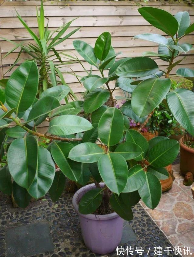 家里养6种花,把水浇得勤快了,容易烂根、黄叶,需要当心