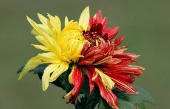 4种花很好养，沾土就活，随便养养一样开花一簇簇