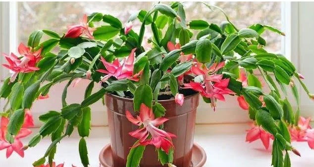 最全面的蟹爪兰养护秘诀，叶片肥厚，颜色鲜艳花苞多，年年开爆盆