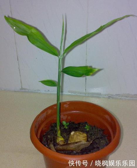 阳台上|怕生姜涨价?年年如此栽种一盆,开花能驱蚊蝇,结果多到吃不完