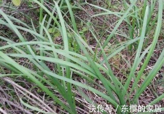 补肾|农村一种野菜,健脾开胃,滋阴补肾,是“补肾圣草”,一起了解下