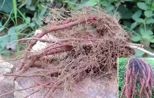 强心|常见的一种中药,有助活血、健脑、强心、生肌,辅助防治心血管病