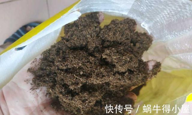 四个养根小妙招,学会一个,花草个个长得旺