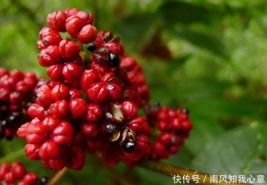 一味吴茱萸,治病大功效吴茱萸17种外用妙方,全身疾病都赶跑