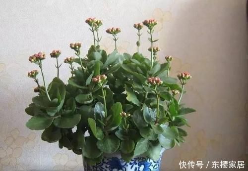 3种花,不能让它长成高个子,一长高就剪,越剪越值钱