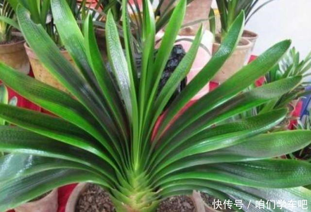 这些食物,每个月给君子兰“喂”一点,叶片绿,根系壮!