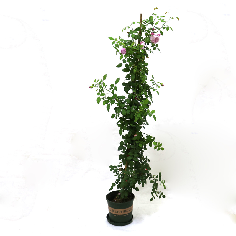 花了100块不到,庭院就大变样,花香四溢,一不小心变成花海