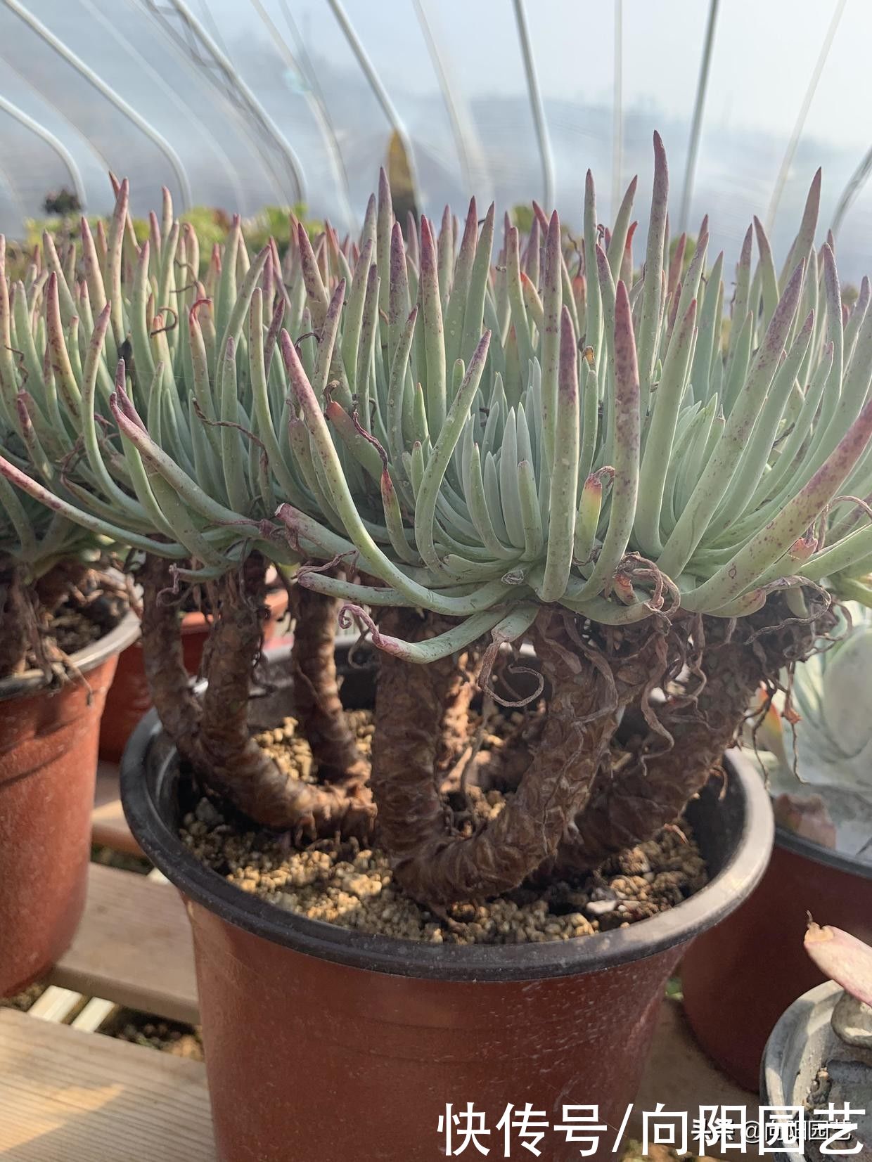 多肉|多肉养成老桩，靠的是时间，至少也要3年，心急吃不了热豆腐