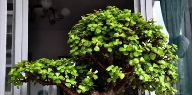 养马齿苋树|马齿苋树太廉价一根枝条,一碗汤,长成老桩,变“万元盆景”