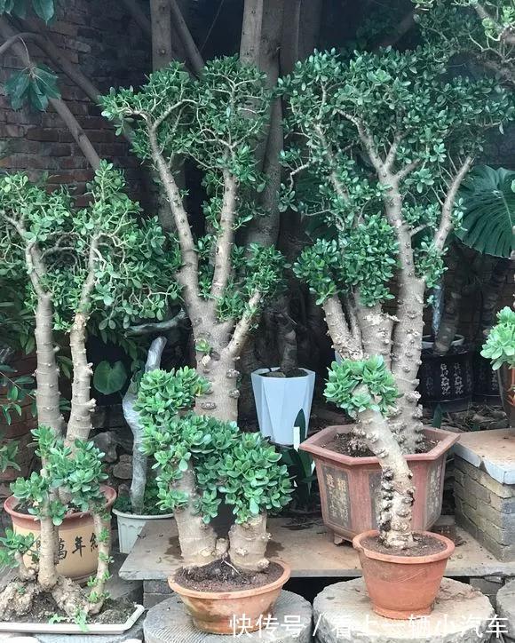 养玉树的4个修剪“姿势”,记住一个就够,不然越养越难看