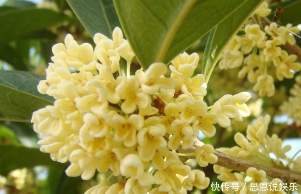 文人雅士|此花颇得文人雅士的喜爱,芬香独一无二,花开即丰收