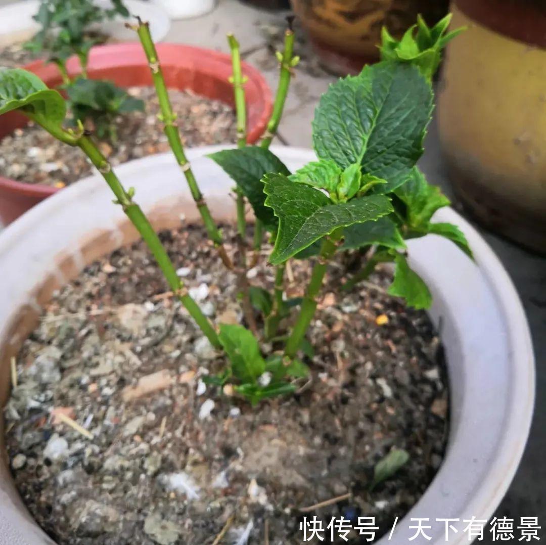 花友|夏天室内光不好,就养2种耐荫花,皮实好养开花多