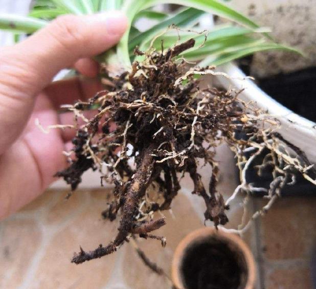 让吊兰叶子变肥变宽的3个“方法”,越长越有活力,叶更多更美