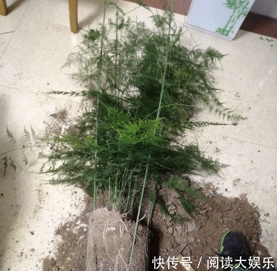 5种花“专吃土”,砸开花盆全是“大块根”,正确方法