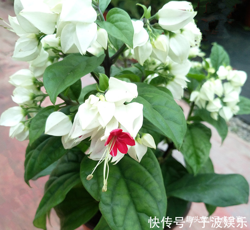 花长不好不用买肥,用它泡一泡来浇花,比花肥强十倍,还不烧根