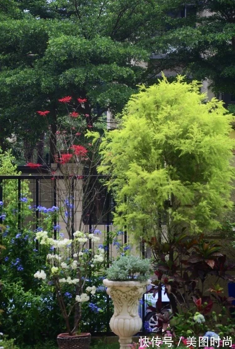 三角梅|120㎡别墅花园改造,经过三年的努力,小院从荒地到花开满园