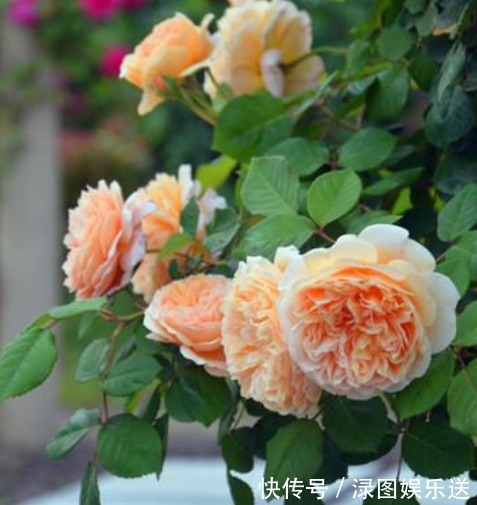 幸福的生活|4种花是“开花大户”，家里养一盆，开花“红又旺”，旺财又旺运