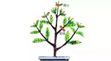 养花要“七分管、三分剪”,花卉如何修剪你一定要懂