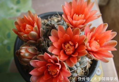 养护|3种多肉植物,6月养一盆正当时,耐热耐晒开花美,喜欢别犹豫