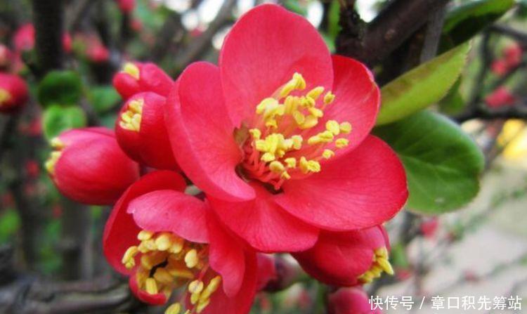 适合春天养的花,花色美轮美奂,花香四溢,开花勤爱爆盆