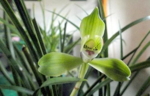 磷酸二氢钾是喷在植物叶子上还是埋到土里?